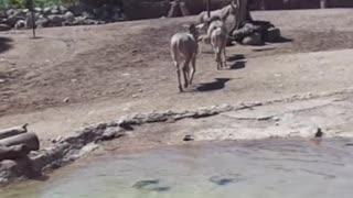 Somali donkey