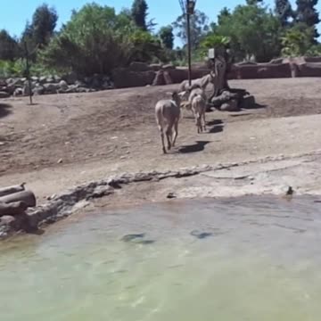 Somali donkey