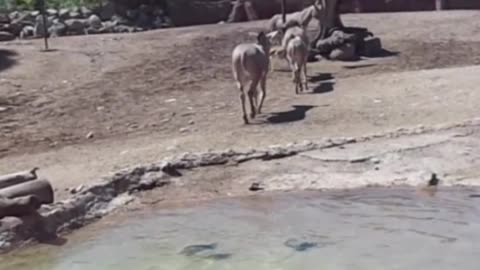 Somali donkey