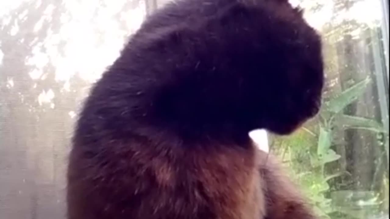 Black cat