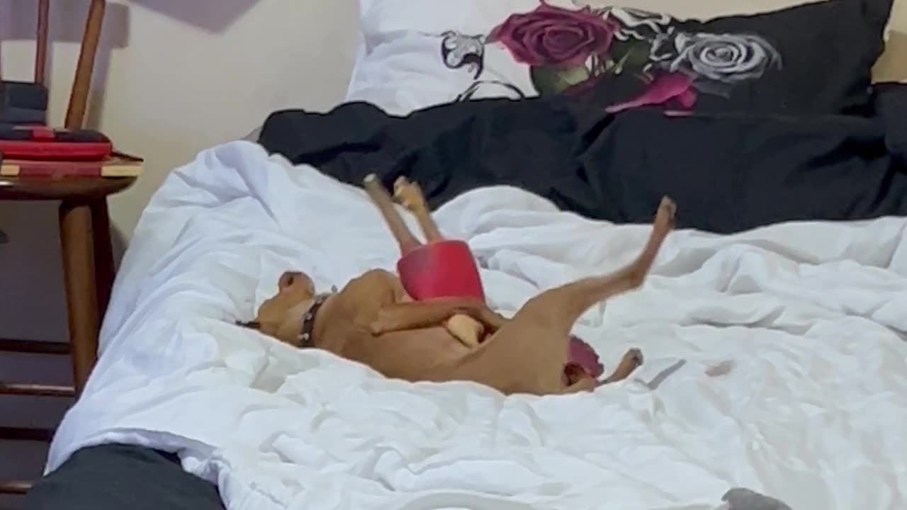 Chihuahua Found Getting Frisky With Rubber Chicken