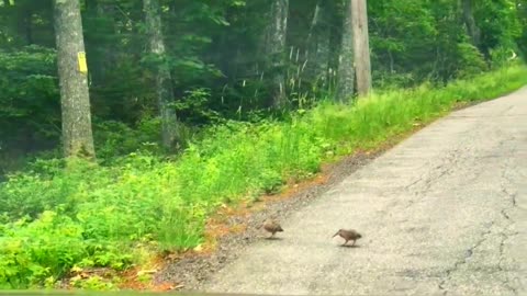 Obvious representatives of ordinary pedestrians 😉