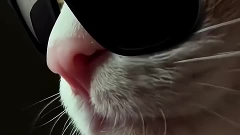 Mewssion Impawssible 😎🐈