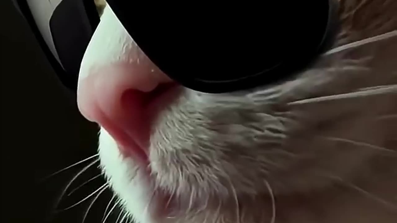 Mewssion Impawssible 😎🐈