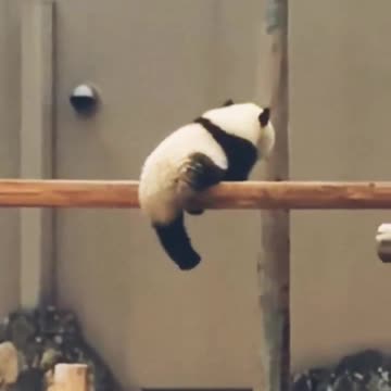 Panda and its typical antics
