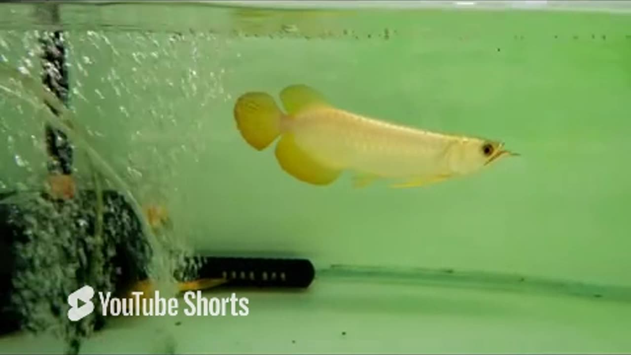 【龍爵士】極上金