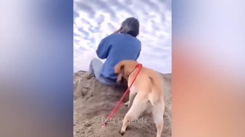 Los animales más divertidos 😅 Nuevos videos divertidos de perros y gatos