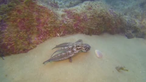 octopus at the bottom of the sea in Sesimbra