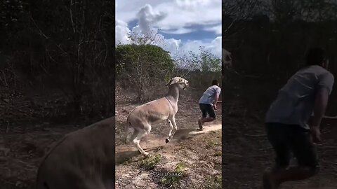 THE END 😂😂😂 #shorts #viralshorts #funnyfails #comedy #fails