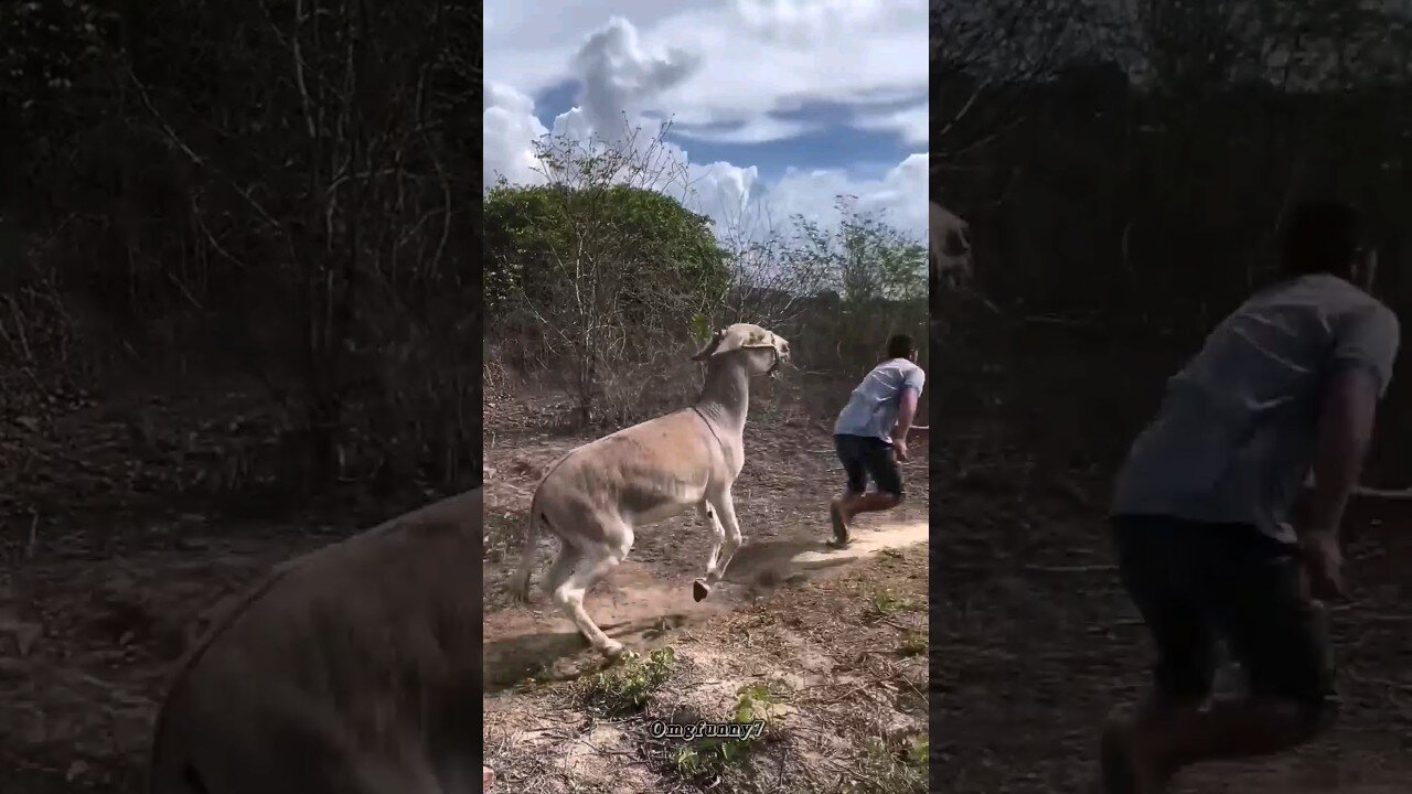THE END 😂😂😂 #shorts #viralshorts #funnyfails #comedy #fails