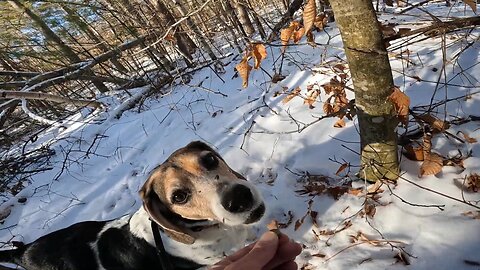 Bandit