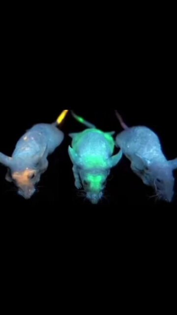 Luc!ferace...Under..The..Skin