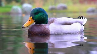 Mallard Duck Hens, Drakes and Couples in Water