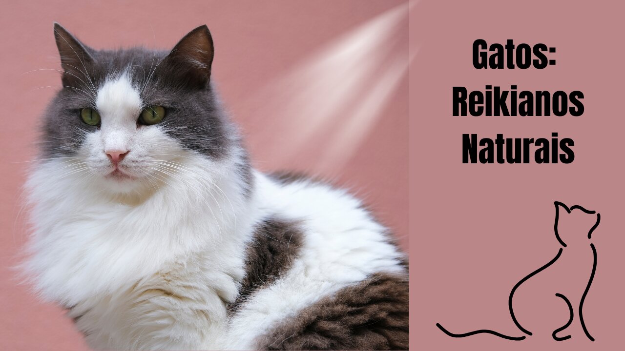 Gatos: Reikianos Naturais