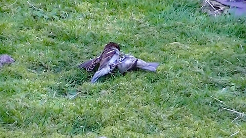 IECV NV #754 Two Male House Sparrows🐤🐤Fighting It Out For The Nest Box 3-1-2019
