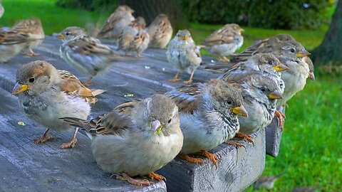My Sparrow Entourage on the Park Table
