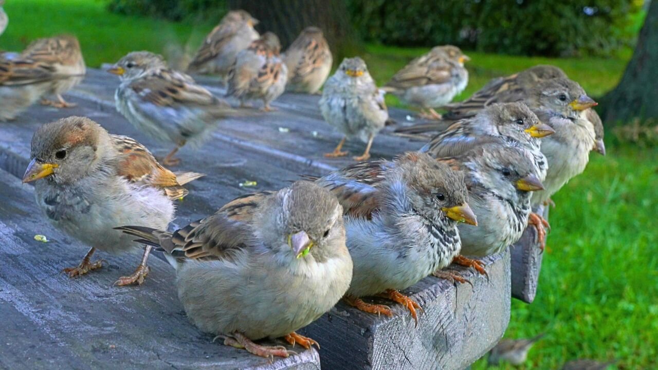 My Sparrow Entourage on the Park Table
