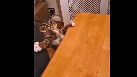 Funny animal videos - Funniest Dogs And Cats Videos 57