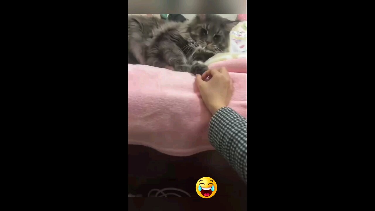 funny cat 🐈