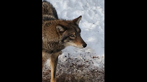 This trapping sets catches everything,Coyotes ,Fox ,Racoons ,