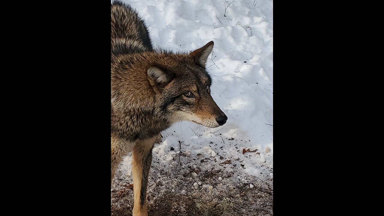 This trapping sets catches everything,Coyotes ,Fox ,Racoons ,