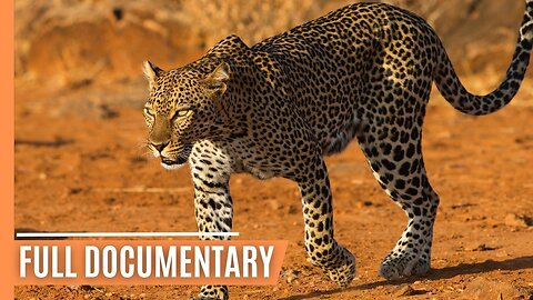 The Ultimate Predator - A Mother's Deadly Hunt in the Serengeti _ Full Wildlife Documentary