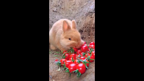 Brown Rabbit Eating Red Tomatoes🍅🍅🍅