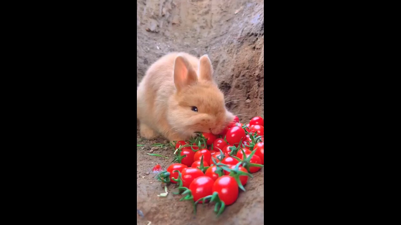 Brown Rabbit Eating Red Tomatoes🍅🍅🍅