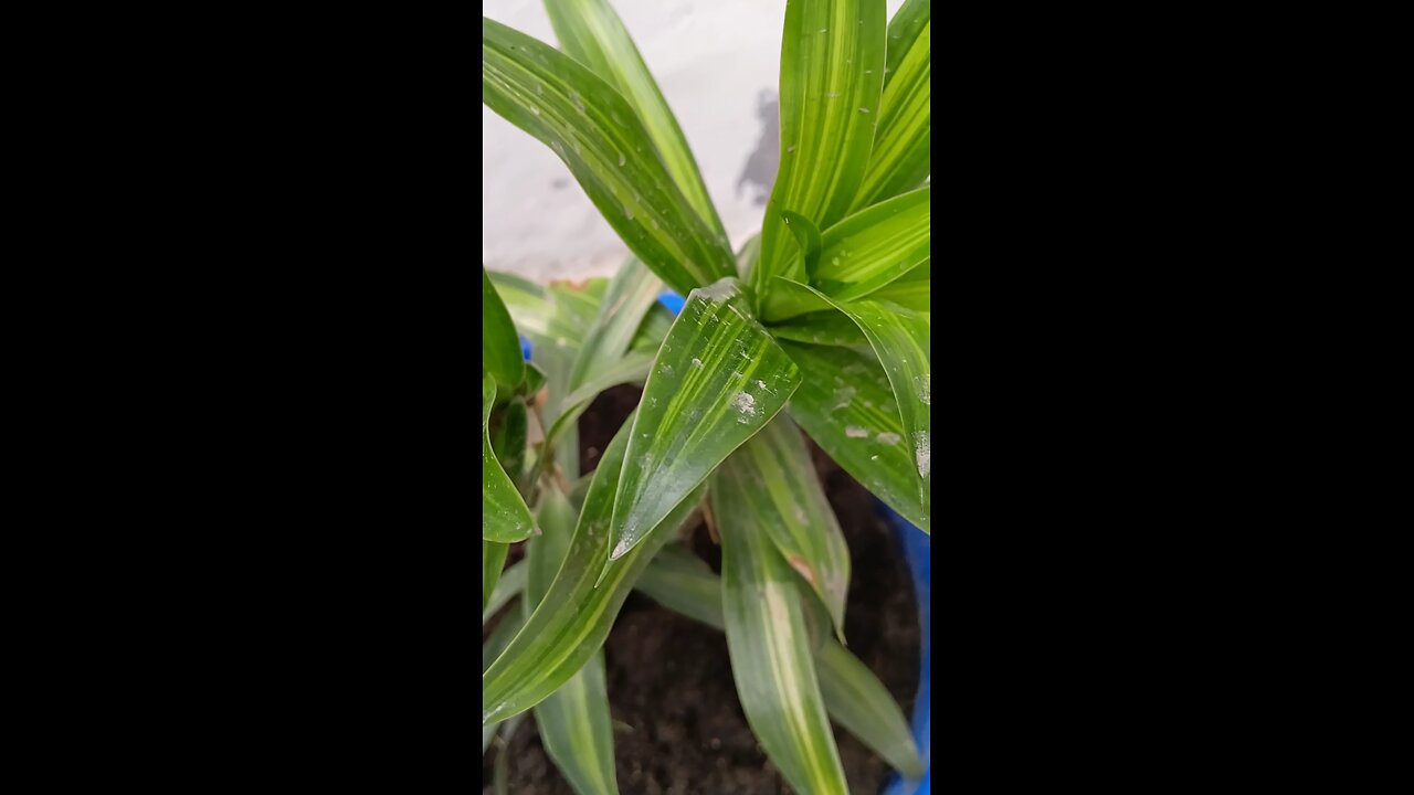 benefits of Chlorophytum spider plant # Beauty of the world