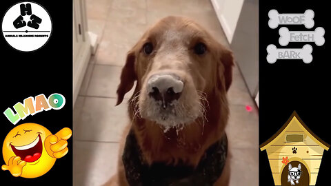 Hilarious Dog Moments (Volume 24)