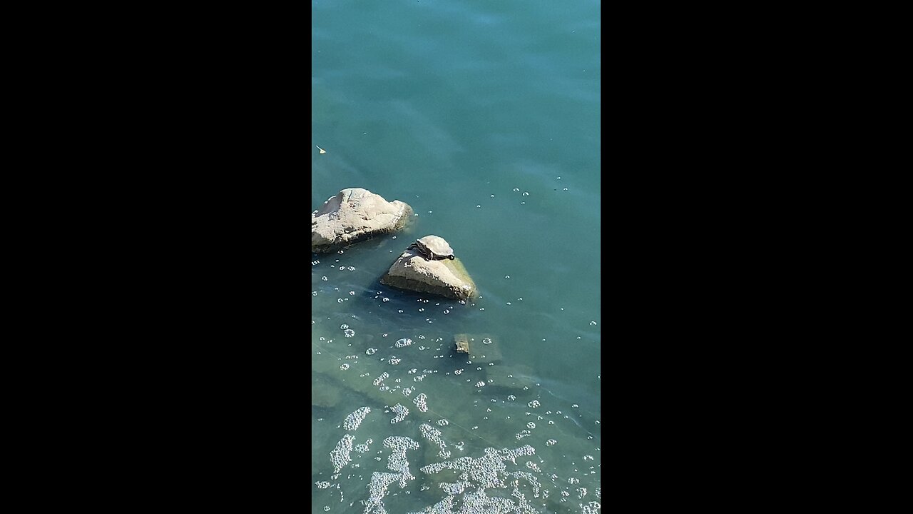 Red-Eared Slider Turtles 🐢 #redearedslider #redearedsliderturtle #shorts #followme #viral #turtle