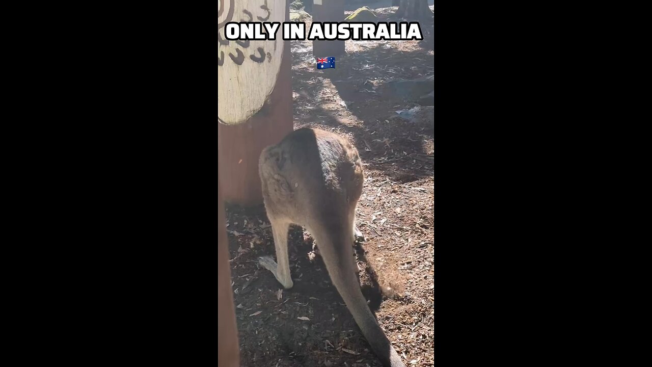 Kangaroo diaries only in Australia 🇦🇺