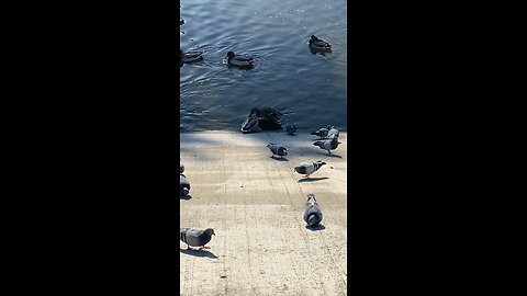Pigeons & Mallard Ducks 🦆 #pigeons #mallardducks #shorts #followme #trending #viral