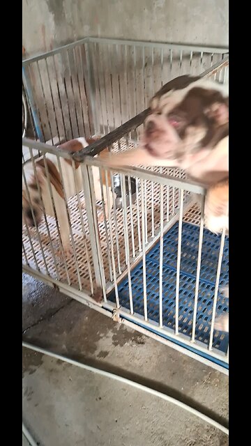 my uncle s pets video 1