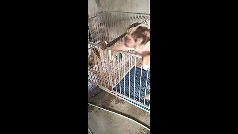 my uncle s pets video 1