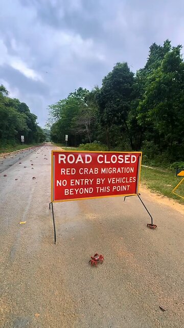 Every year, Christmas Island (Australia) experiences a massive