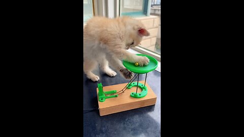 Believe it or not, he can play all day 🤣🤣 videos