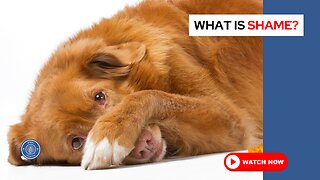 What is shame?