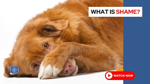 What is shame?
