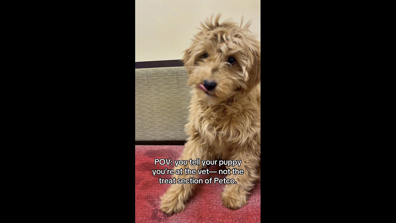 Funny Puppy Realizes She’s at the Vet 🐶 | Goldendoodle Vet Visit Gone Wrong
