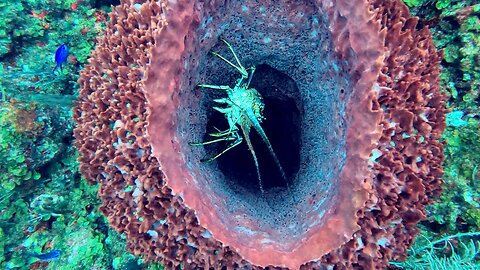 Lobster in Mexico finds a barrel sponge is a perfect place to hide