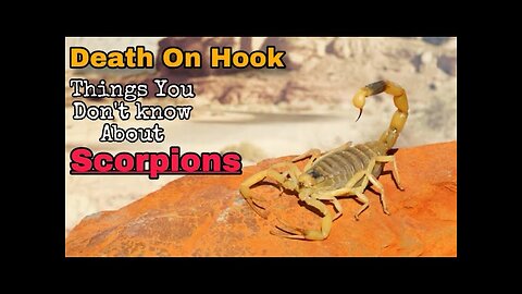 Scorpion - You should know these things | Animal Planet Wildlife Documentary