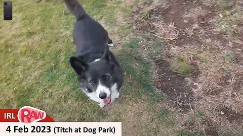 6:00 pm 4 Feb 2023 - Titch the Borgi at Dog Park