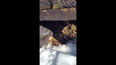 They found the patch of grass under the porch.