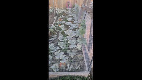 Sugar Pumpkin Harvest