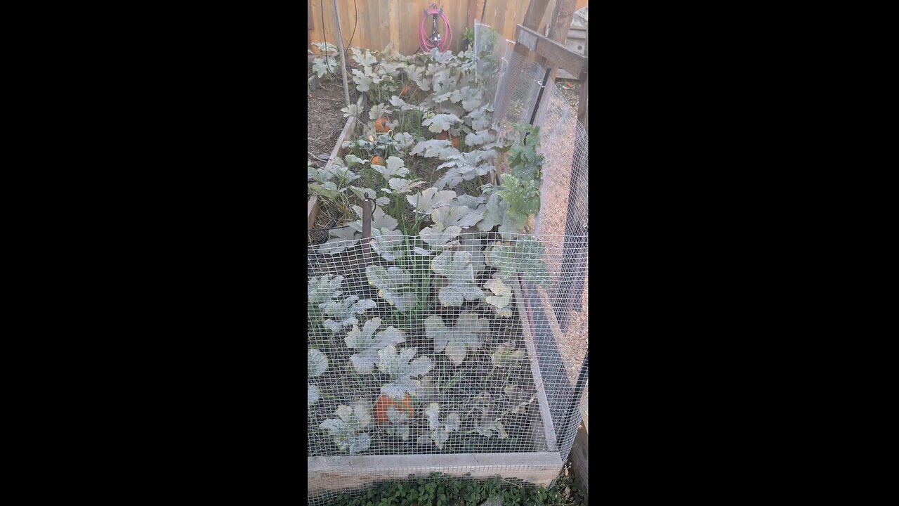 Sugar Pumpkin Harvest