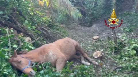 Horse trapped in mud rescued by firefighters' helicopter - Cavallo salvato dai Vigili del Fuoco