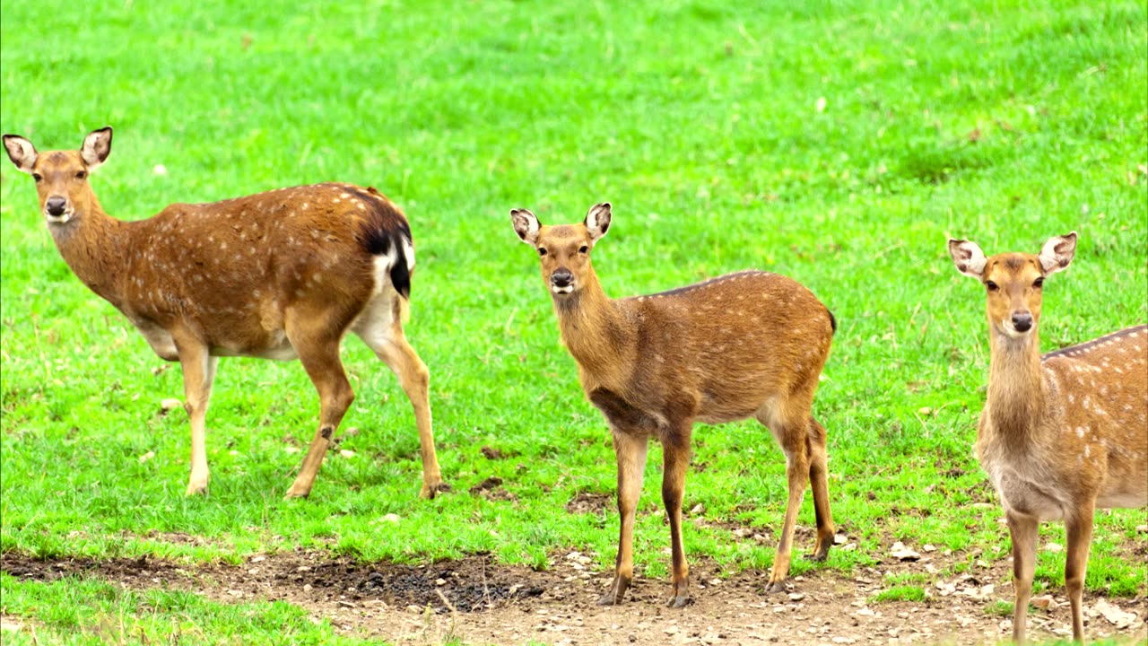 Koncert vděčnosti 1
