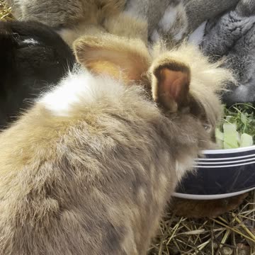 Bunny’s Mirror Reaction – So Cute