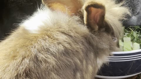 Bunny’s Mirror Reaction – So Cute